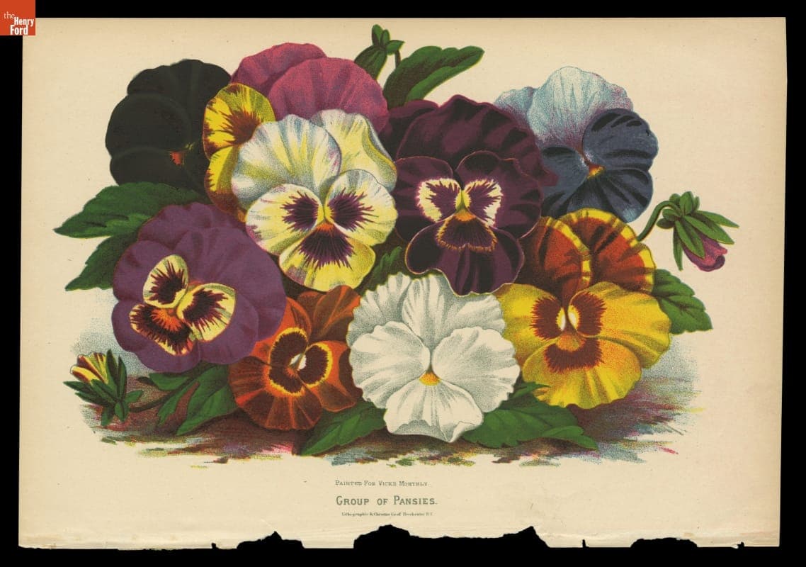 Lithograph, "Group of Pansies," 1879