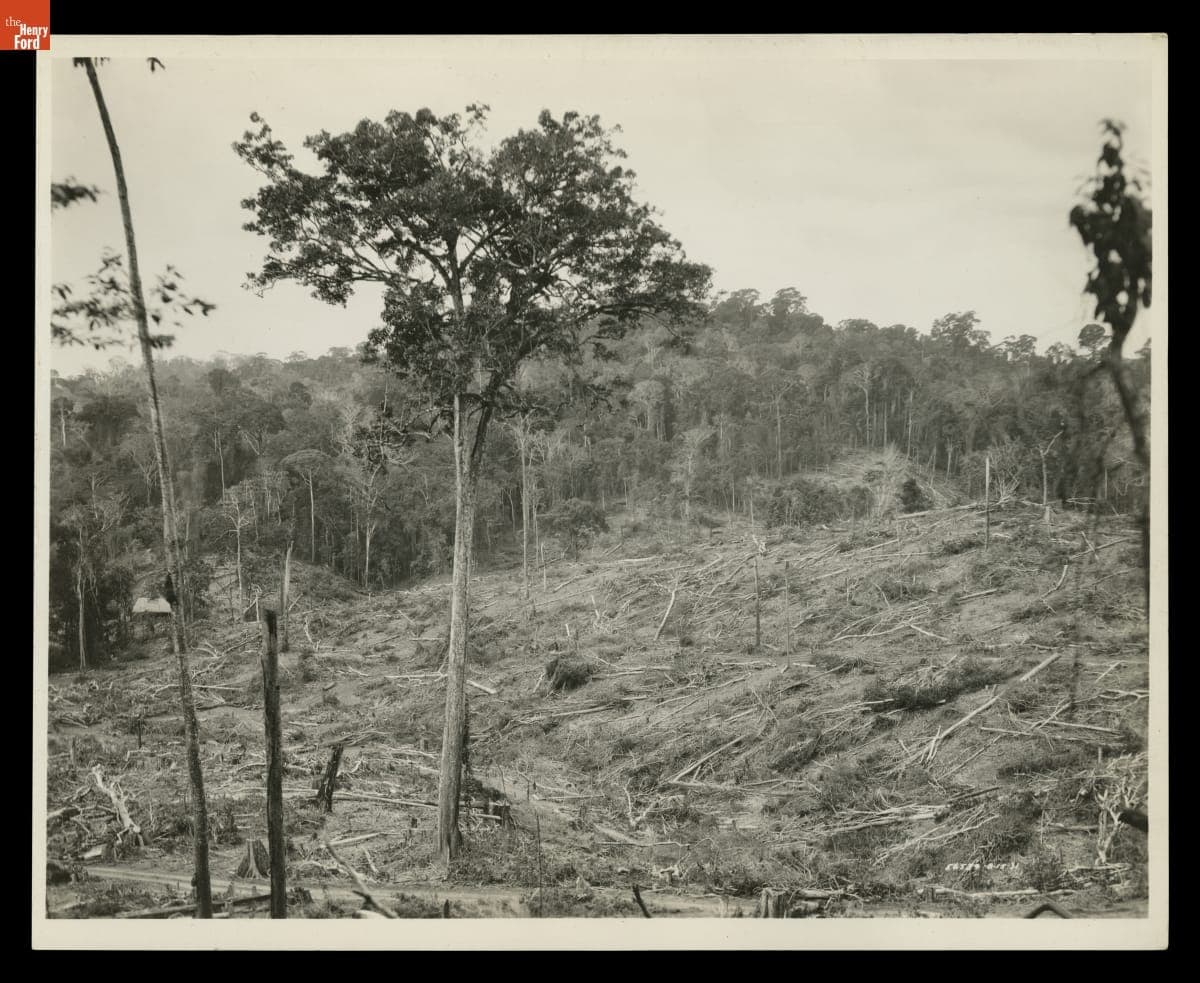 Felled Jungle Ready for Burning, Fordlandia, Brazil, August 1931