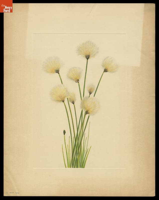 Print of Mary Vaux Walcott Wildflower Sketch, "Cottongrass," 1925