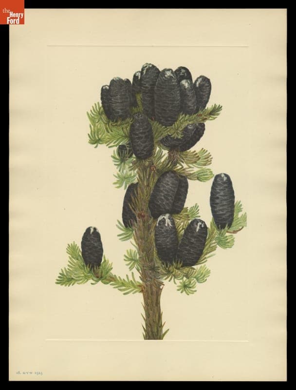 Print of Mary Vaux Walcott Wildflower Sketch, "Alpine Fir," 1925