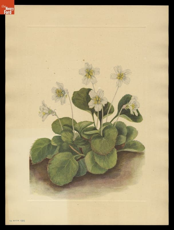 Print of Mary Vaux Walcott Wildflower Sketch, "Oconee-Bells," 1925