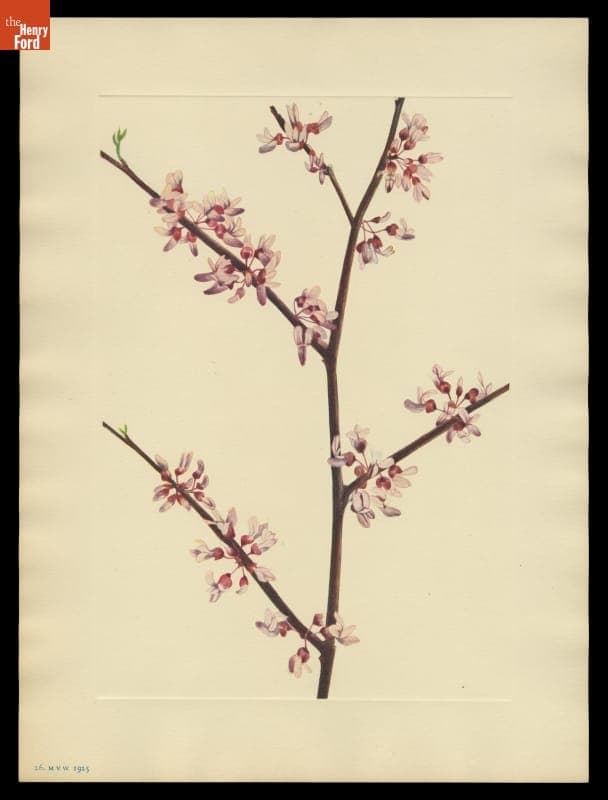 Print of Mary Vaux Walcott Wildflower Sketch, "Redbud," 1925