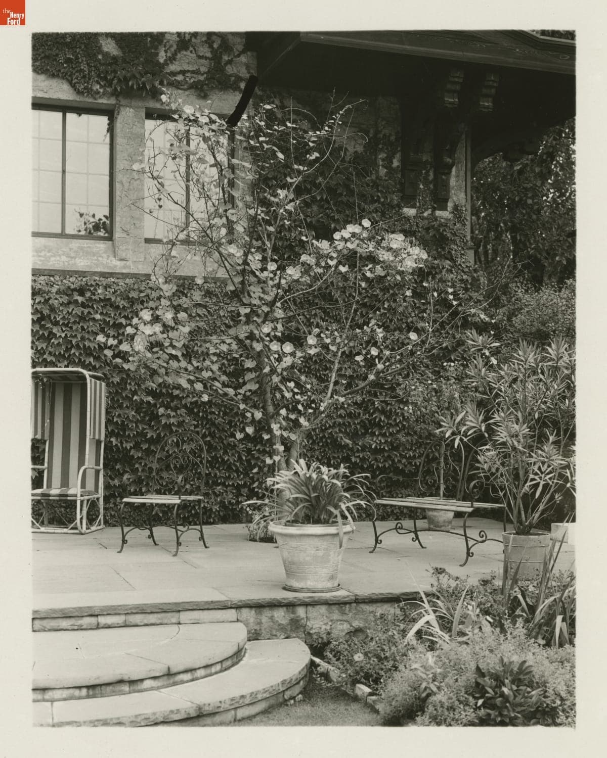 Morning Glory Vines at Fair Lane Estate, Dearborn, Michigan, September 1931