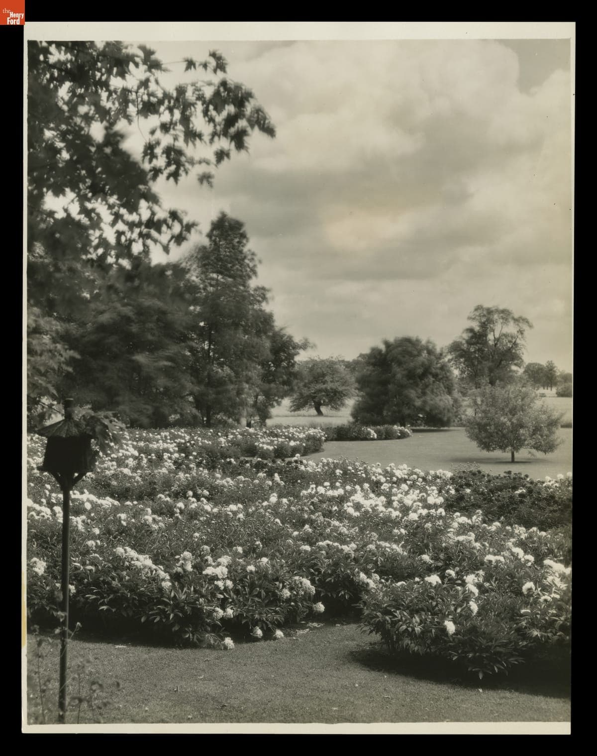 Peony Garden at Fair Lane Estate, Dearborn, Michigan, June 1930
