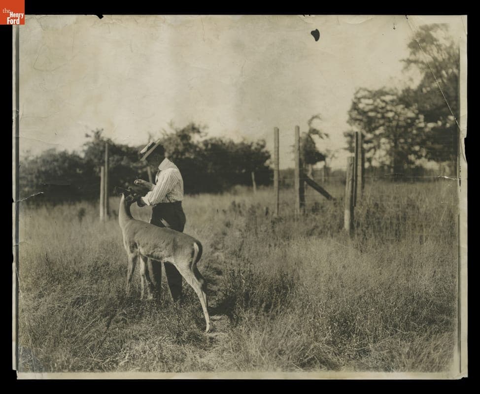 Henry Ford Feeding Deer at Fair Lane Estate, circa 1916