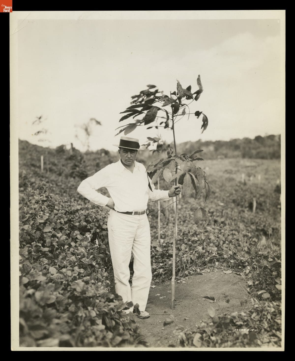Plantation Manager John Rogge with One Year Old Rubber Tree, Fordlandia, Brazil, 1931