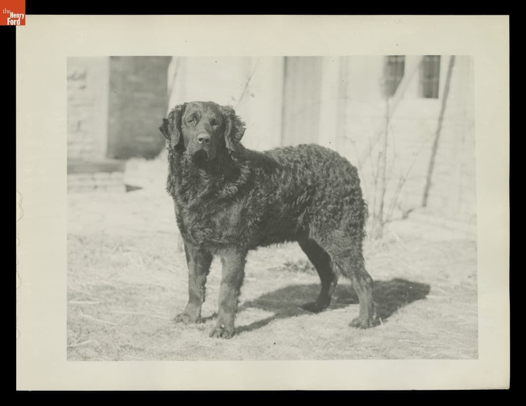 "Rover" the Dog at Cotswold Cottage in Greenfield Village, 1932