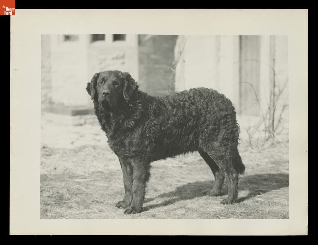 "Rover" the Dog at Cotswold Cottage in Greenfield Village, 1932