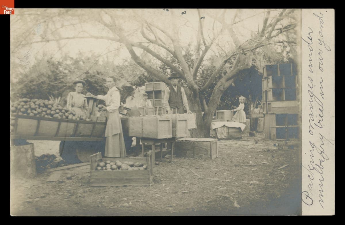 Postcard, "Packing Oranges under Mulberry Tree in Our Yard," circa 1910