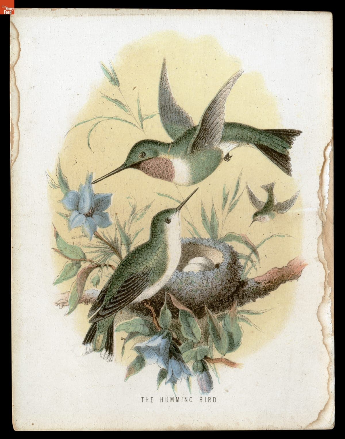 The Hunming Bird, 1850-1890