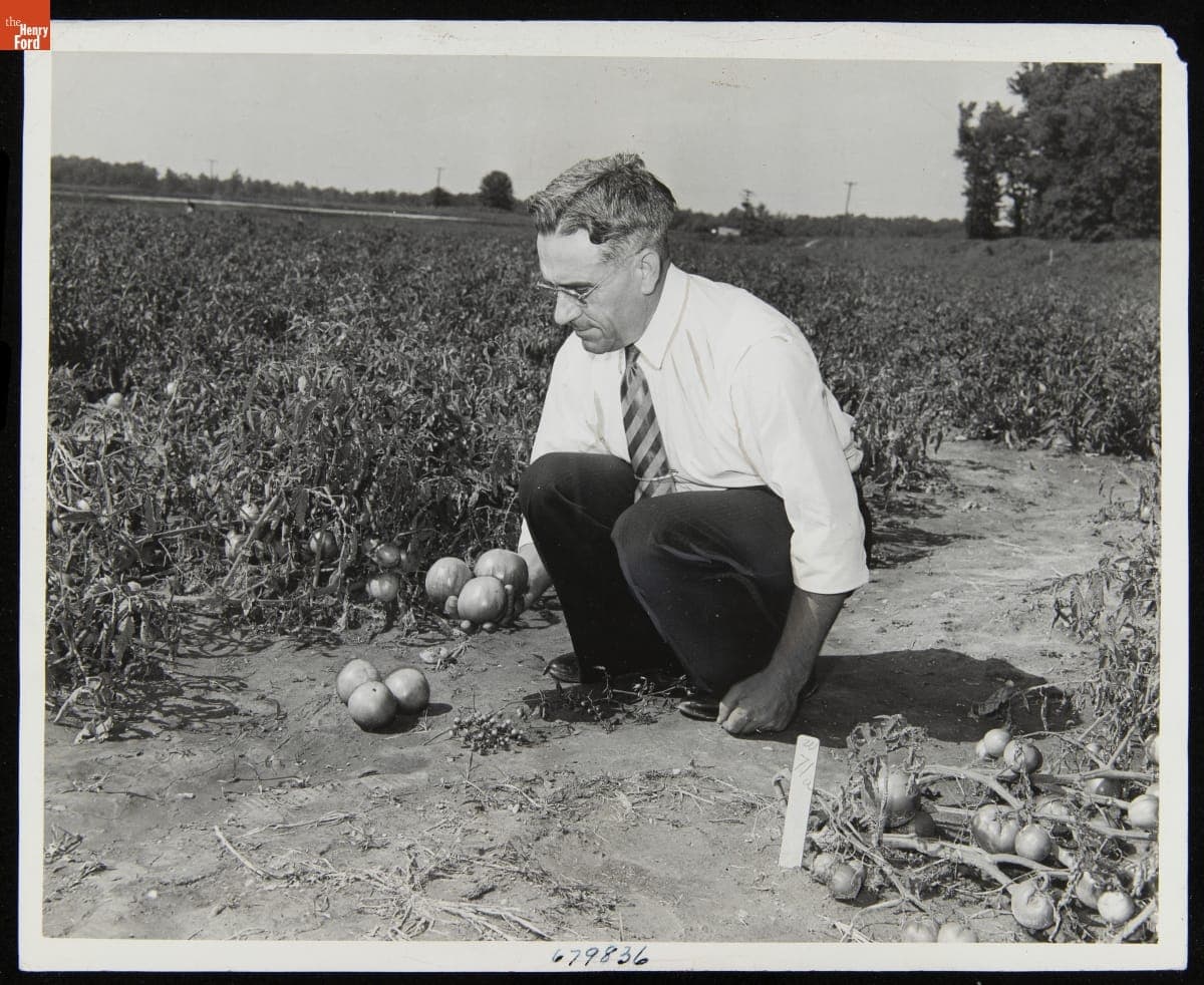William S. Porte, Vegetable Breeder for the U.S. Department of Agriculture with the New Pan American Tomato, 1941