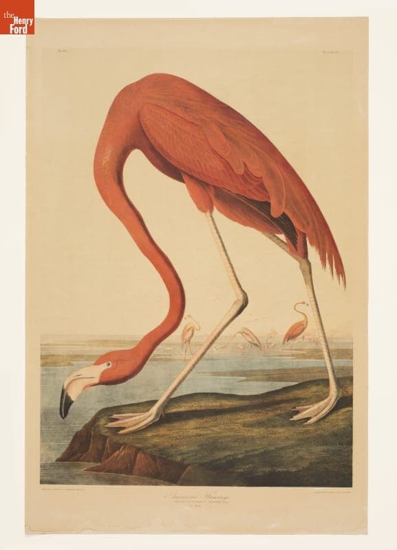 Chromolithograph, "American Flamingo. Phoenicopterus Ruber. Linn. Old Male," 1860