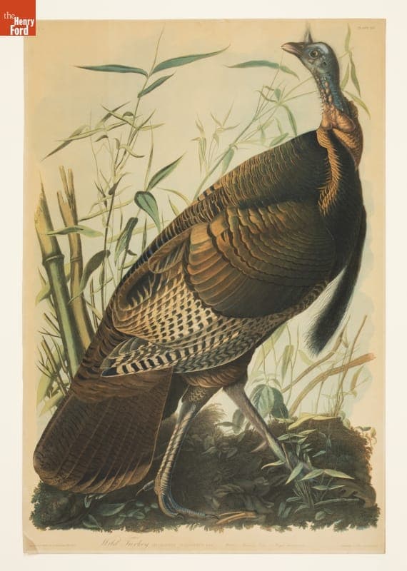 Chromolithograph, "Wild Turkey Meleagris Gallopavo, Linn, Male. American Cane, Miegia Macrosperma," 1858