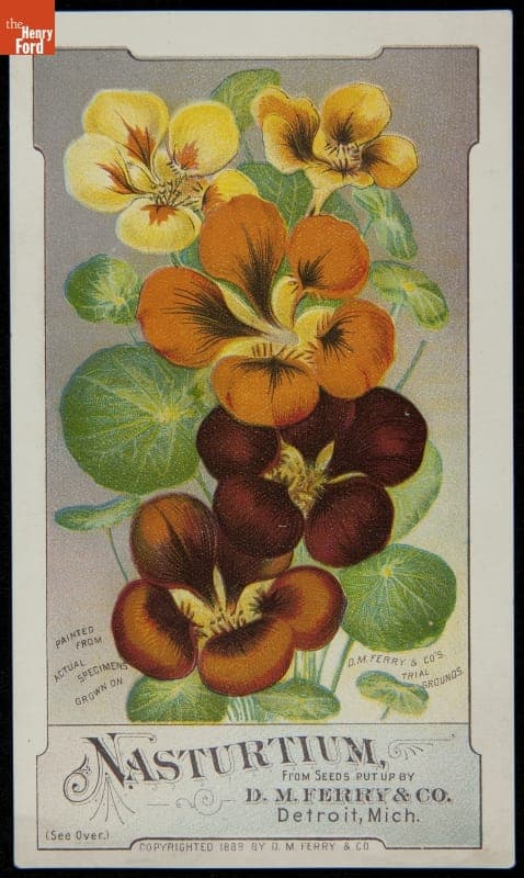 Trade Card for Nasturtium Seeds, D.M. Ferry & Company, 1889