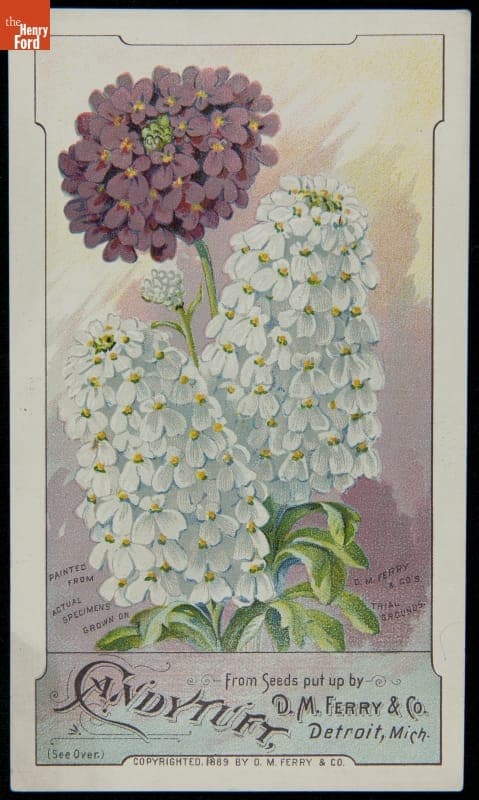 Trade Card for Candytuft Seeds, D.M. Ferry & Company, 1889