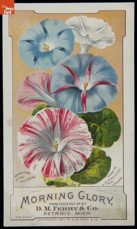 Trade Card for Morning Glory Seeds, D. M. Ferry & Co., 1889