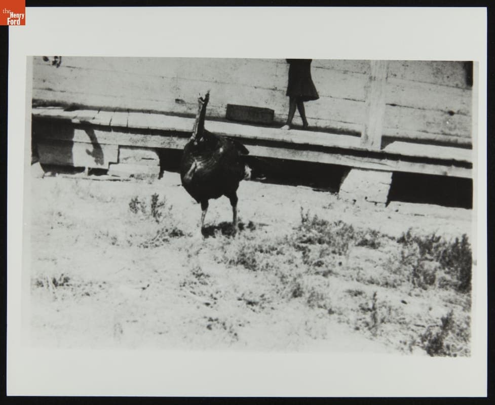 Turkey Named "Gobbler" in front of the Susquehanna House, St. Mary's County, Maryland, circa 1923