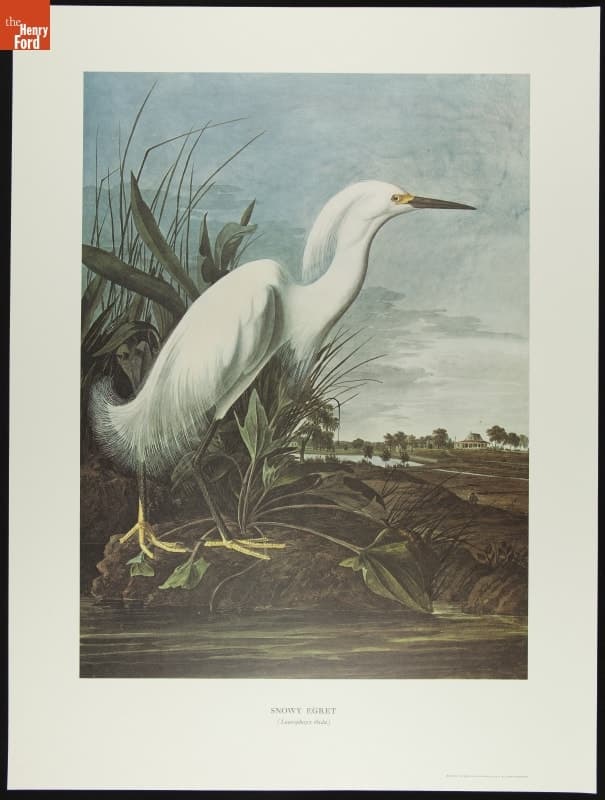 Lithograph, "Snowy Egret, (Leucophoyx thula)," 1966