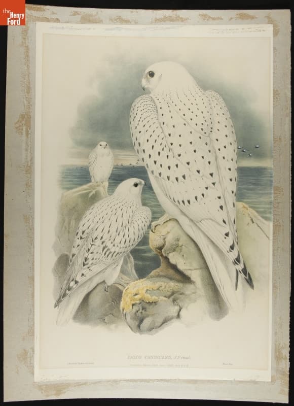 Lithograph, "Falco Candicans, J.F. Gmel, Greenland Falcon," 1862-1873