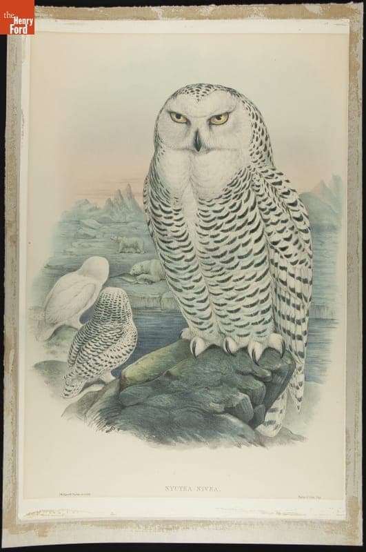 Lithograph, "Nyctea Nivea, Snowy Owl," 1862-1873