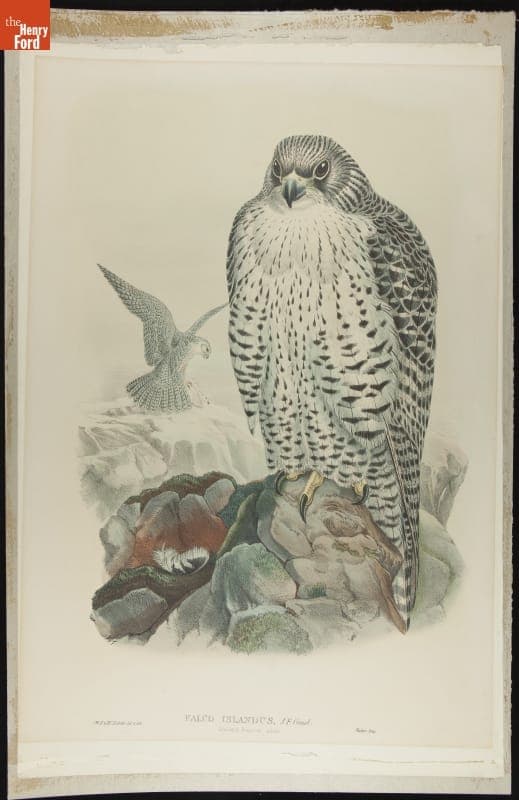 Lithograph, "Falco Islandus, J. F. Gmel., Iceland Falcon, Adult," 1832-1881