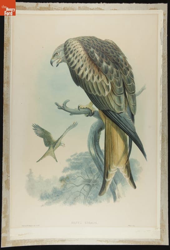 Lithograph, "Milvus Regalis, Red Kite" 1832-1881