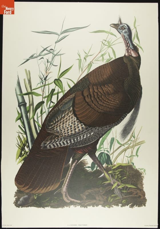 Lithograph, "Wild Turkey," circa 1970