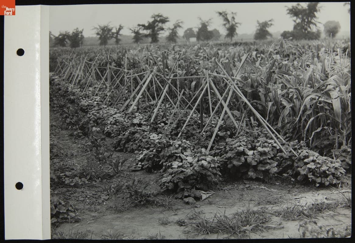 Ford Motor Company Employee Victory Garden Plot No. 1, Garden Educational Service, July 1944