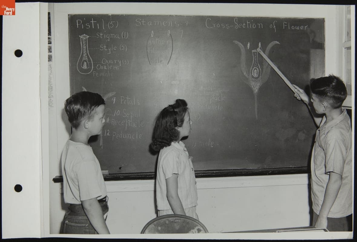 Children Learning Plant Anatomy, August 1944