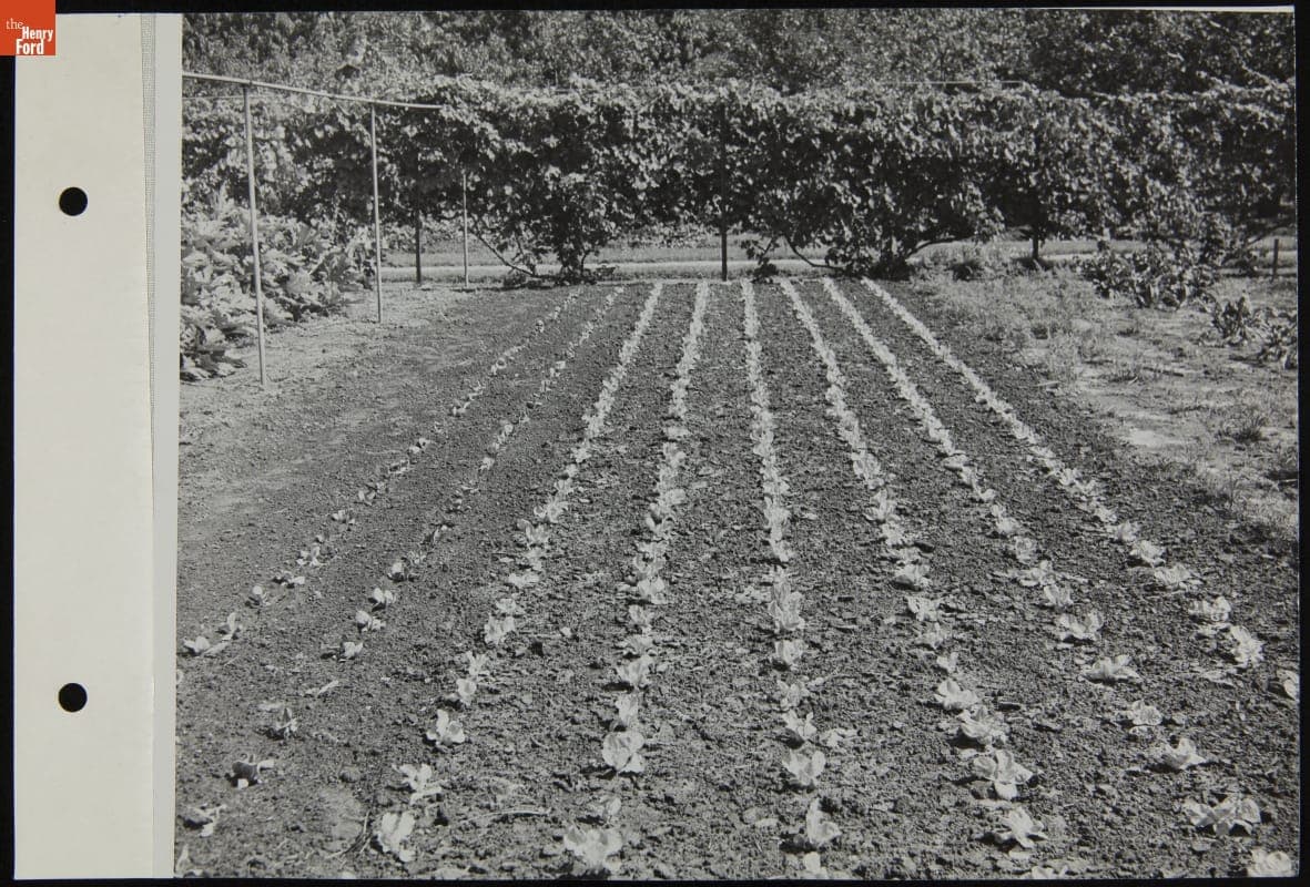 New Plants in Ford Motor Company Garden, August 1944