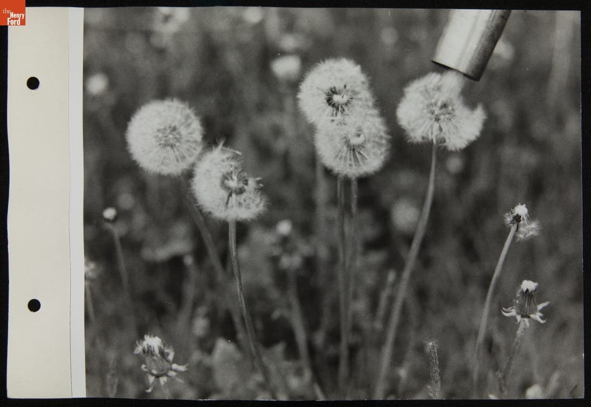 Harvesting Dandelion Seeds with a Vacuum Cleaner, May 1942