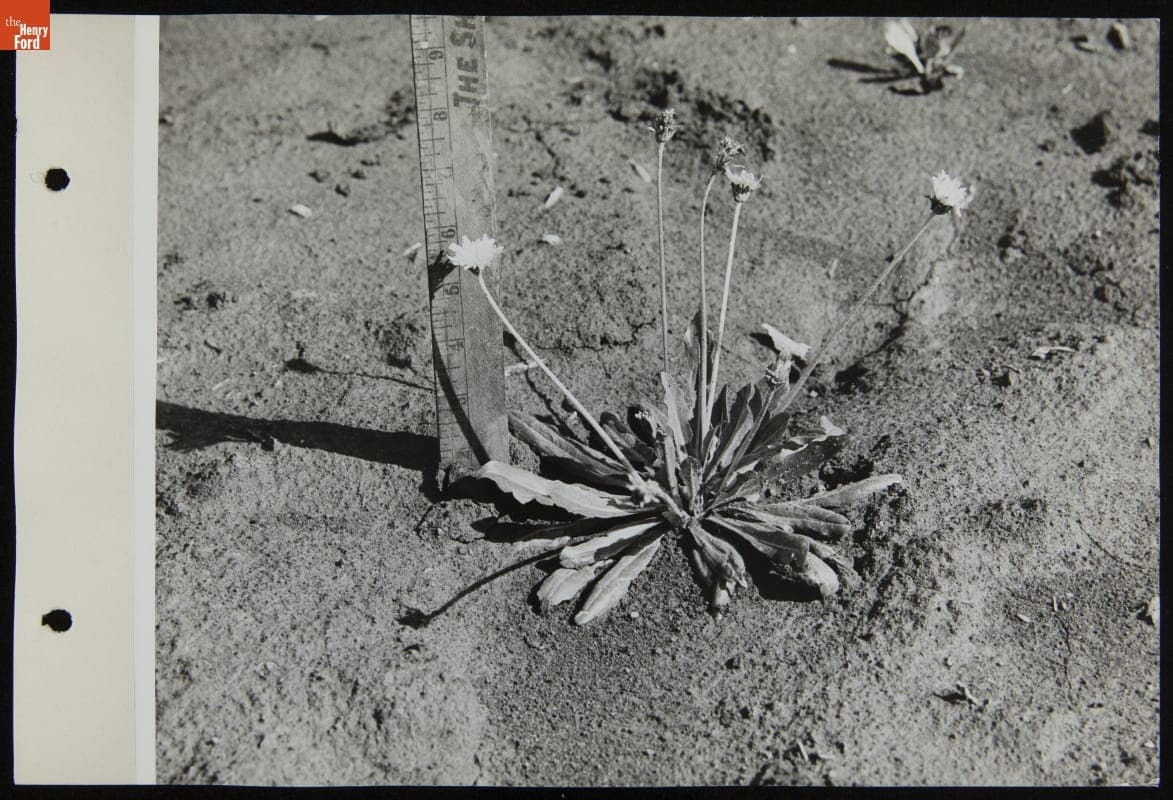 Russian Dandelions in Experimental Farm, September 1942