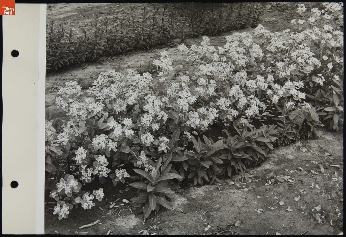 Plants at Experimental Farm, September 1942