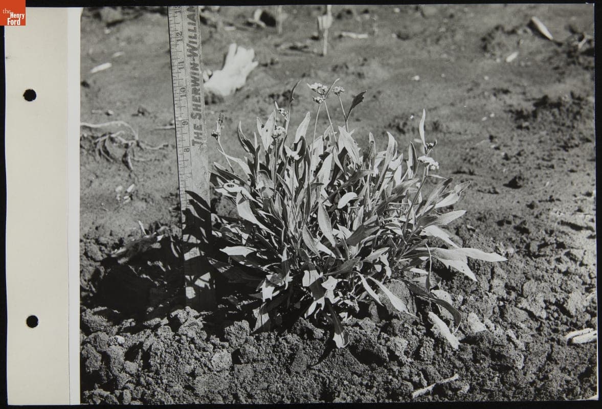 Russian Dandelions in Experimental Farm, September 1942