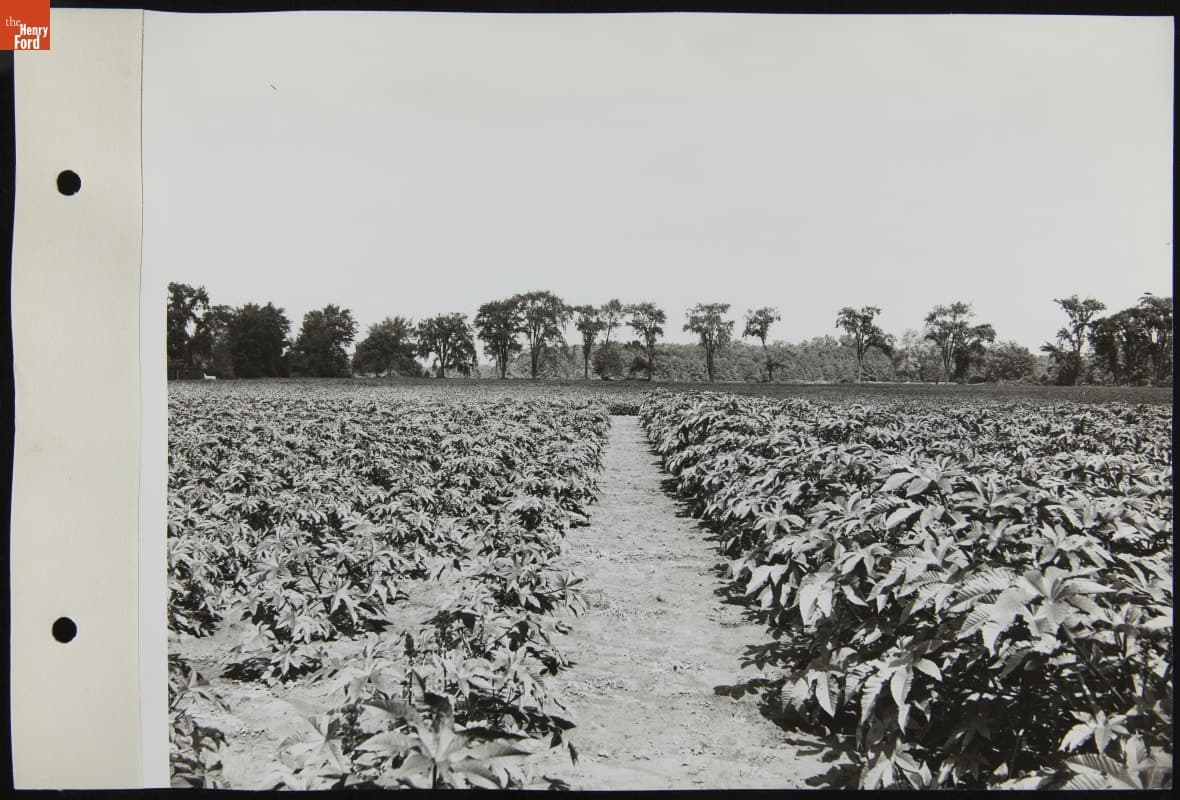 Plants at Experimental Farm, September 1942