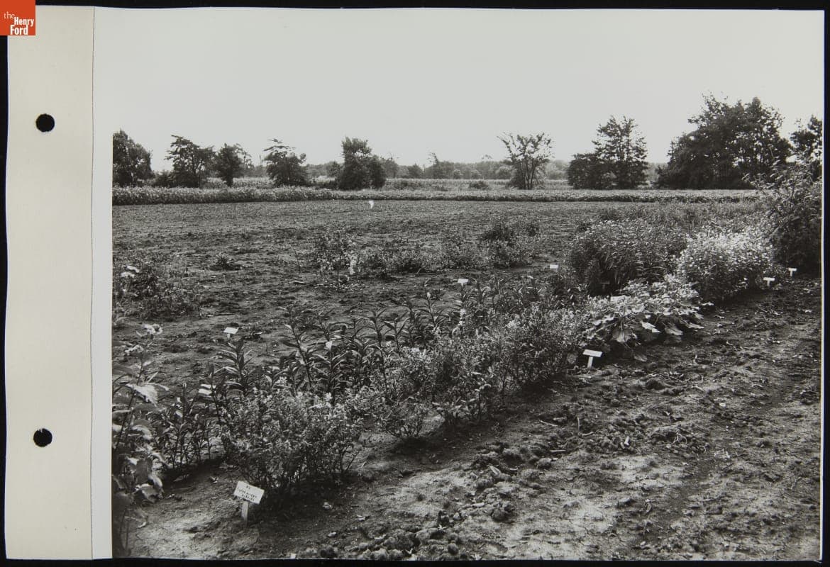 Plants at Experimental Farm, September 1942