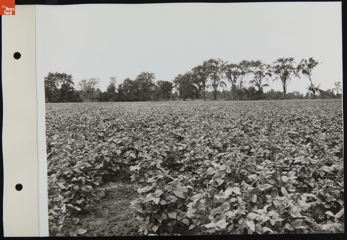 Soybeans in Experimental Farm, September 1942