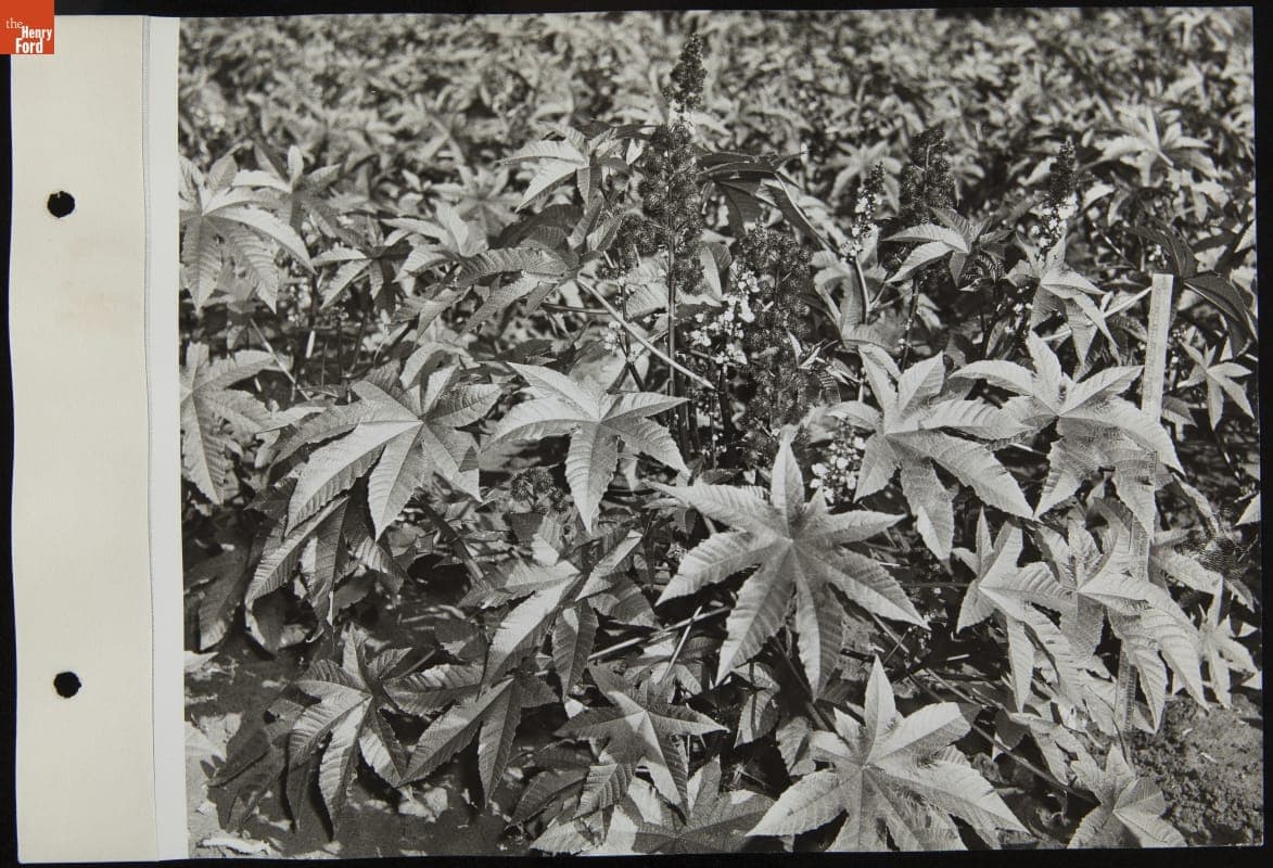 Plants at Experimental Farm, September 1942