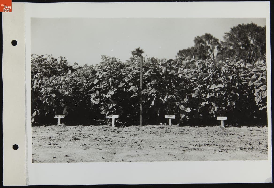 Soybeans in Experimental Farm, September 1942