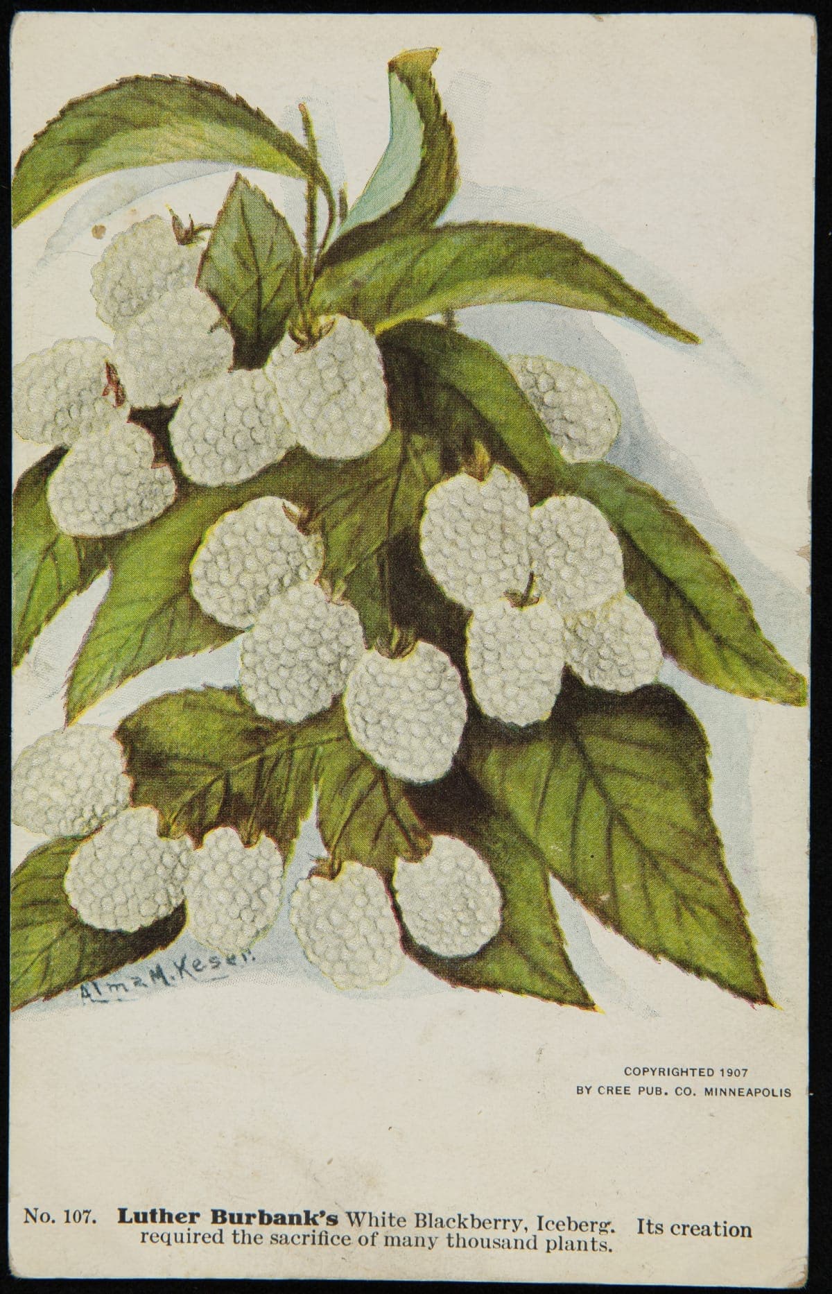 "Luther Burbank's White Blackberry, Iceberg," 1907