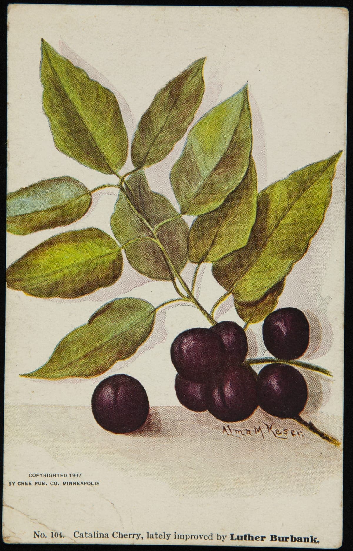 Catalina Cherry, Lately Improved by Luther Burbank, 1907
