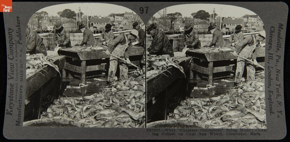 What "Captains Courageous" Bring Home: Cleaning Codfish on Cape Ann Wharf, Gloucester, Mass.