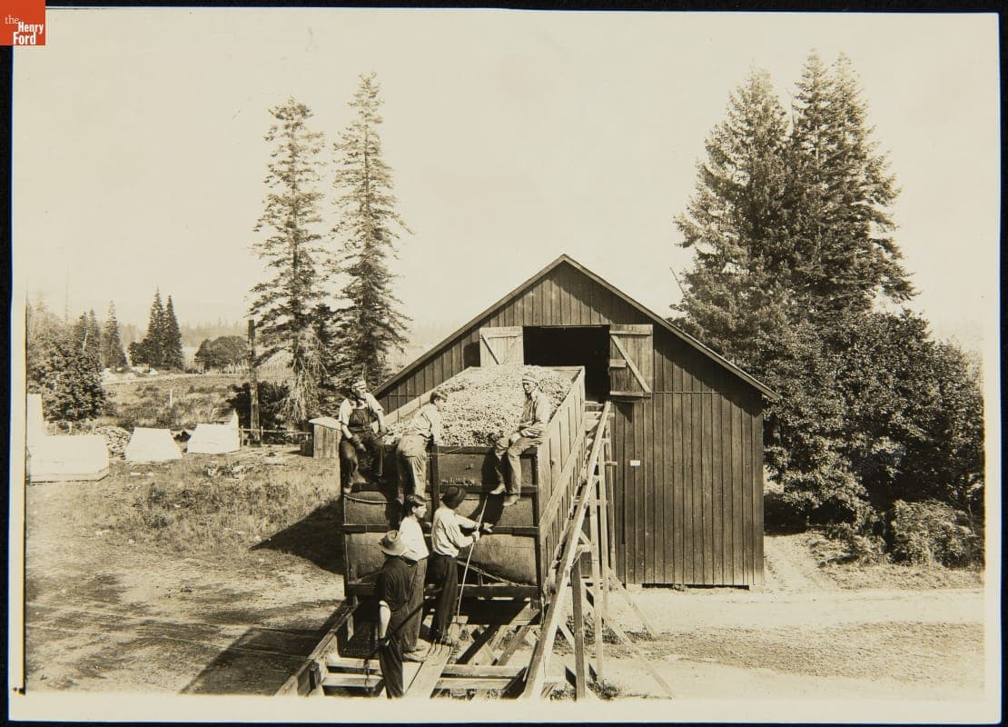Workers Putting Hops in a Drying Kiln, Oregon, 1923-1924