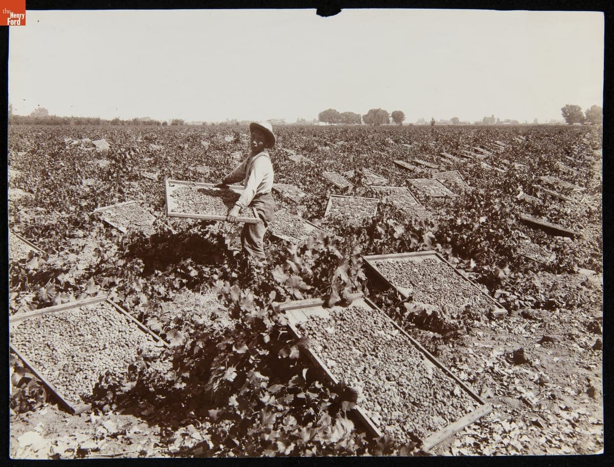 Raisin Drying Racks in a Vineyard at Fresno, California, 1901