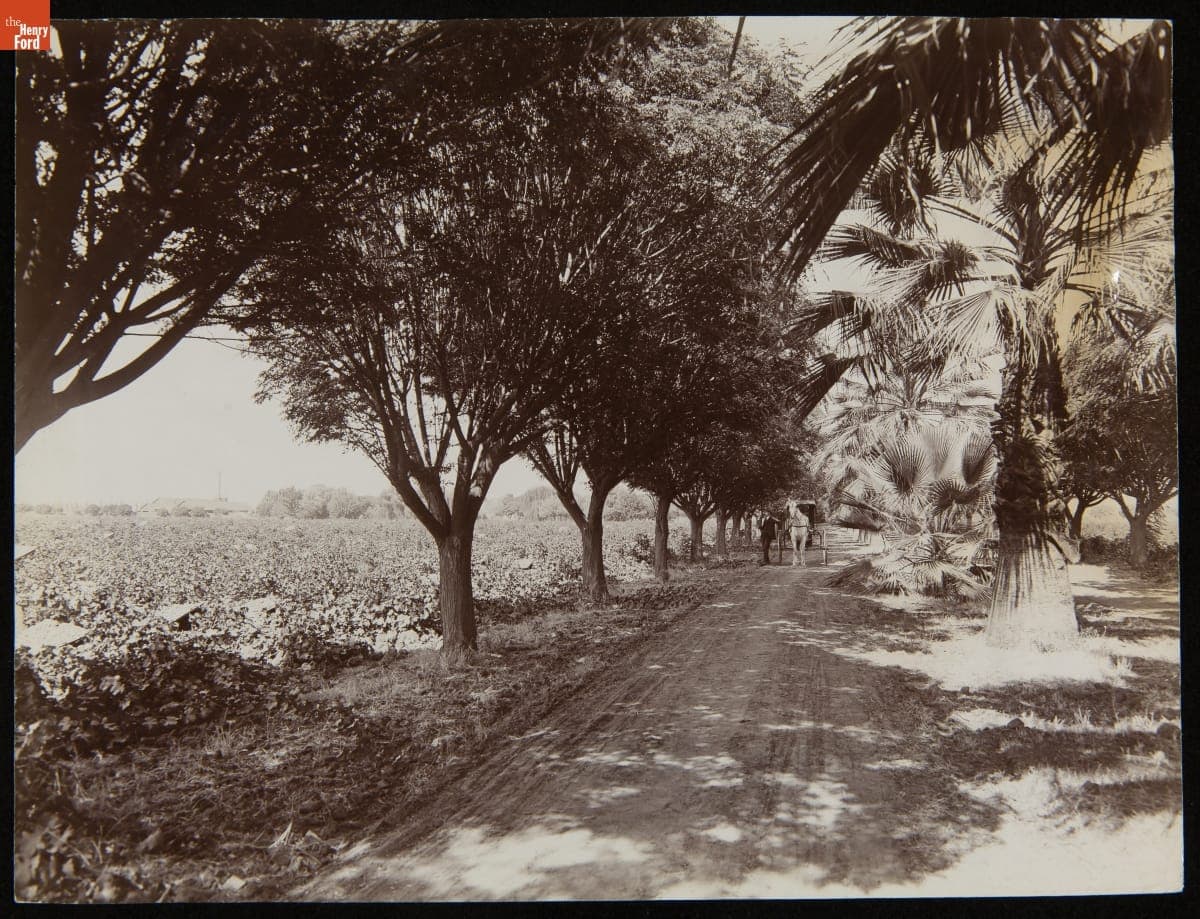 A Vineyard in Fresno, California, 1901