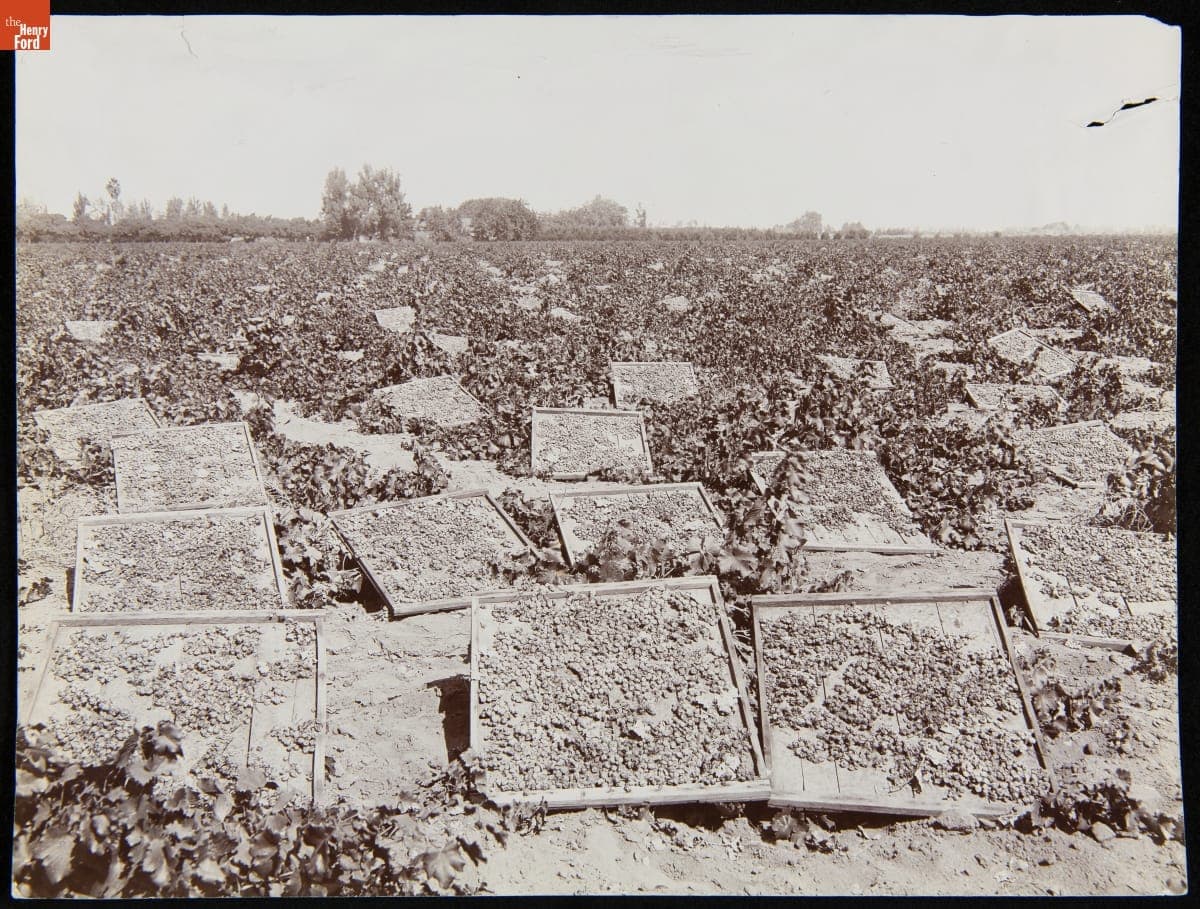 Raisin Drying Racks at Fresno, California, 1901