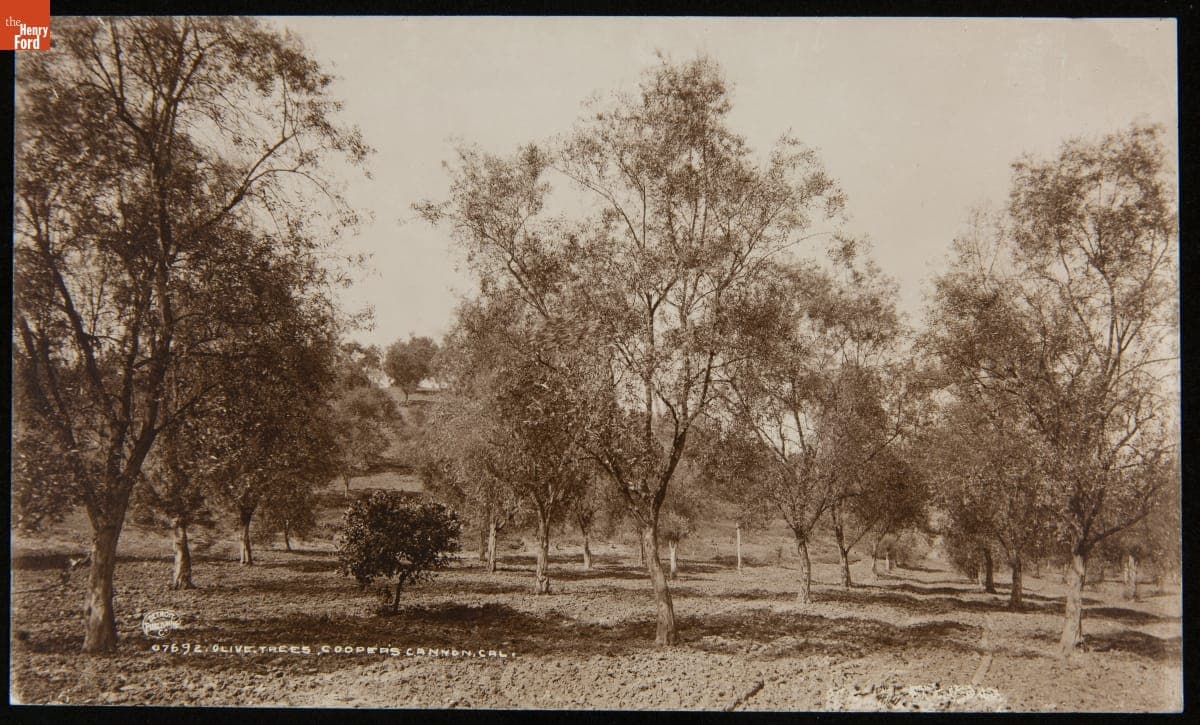 Olive Trees, Cooper's Canyon, California, 1880-1897
