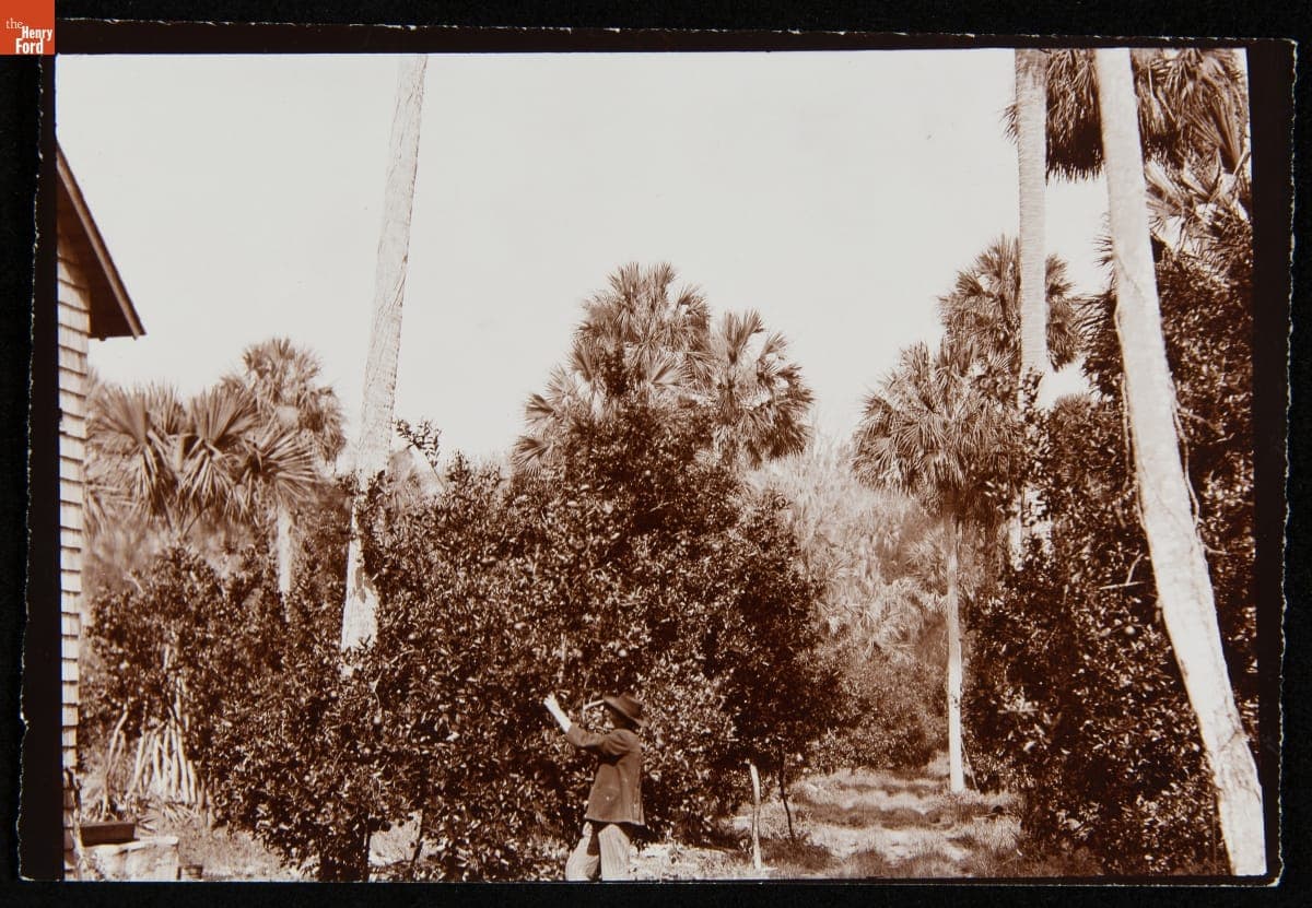 An Orange Grove, Ormond, Florida, circa 1900