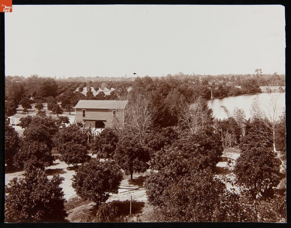 Orange Groves on Lake Concord, Orlando, Florida, 1900-1910