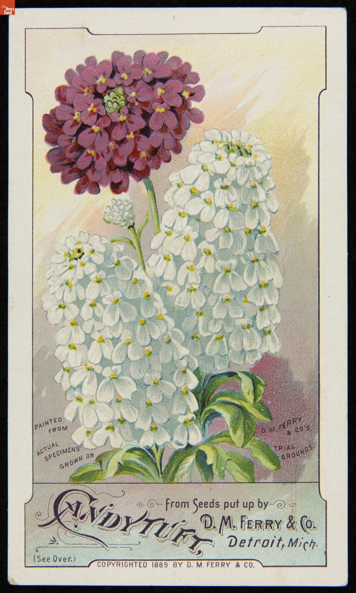 Trade Card for Candytuft Seeds, D.M. Ferry & Company, 1889